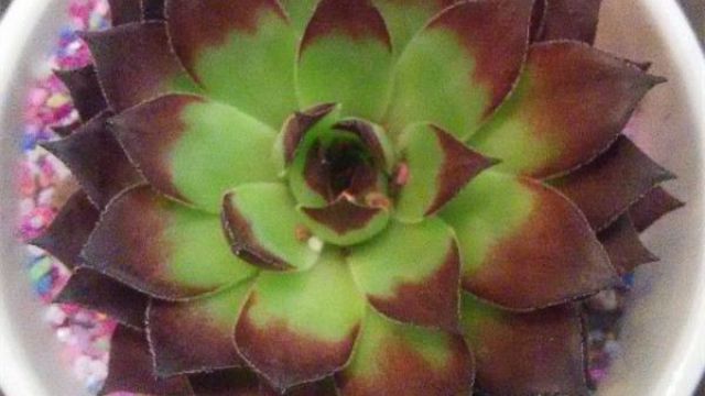 多肉植物夏天可以晒太阳吗(多肉可以在夏天暴晒吗)