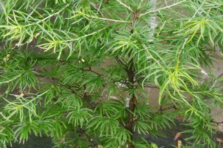 罗汉松和五针松的区别