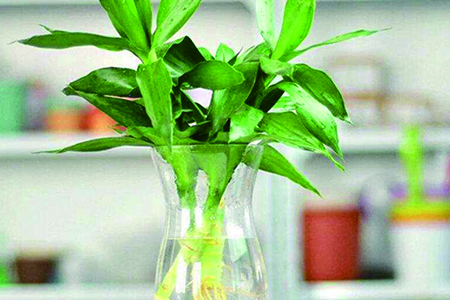 观音竹养殖技巧