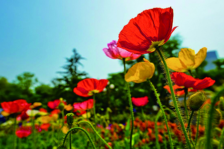 虞美人怎么养 盆栽