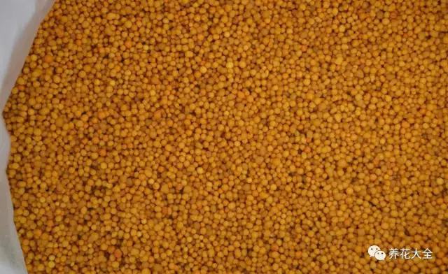 不用种土里的花