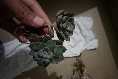 多肉扦插怎么快速发根视频