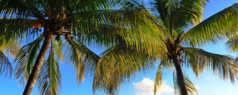 棕榈树怎么种植(棕榈树怎么种植好看)