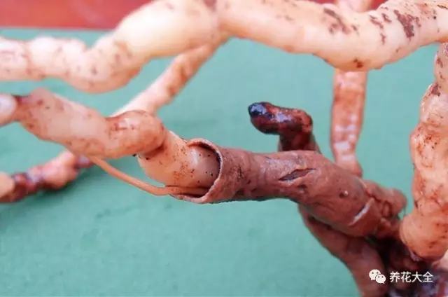 不用种土里的花