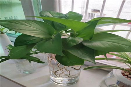 水培的水能养鱼吗