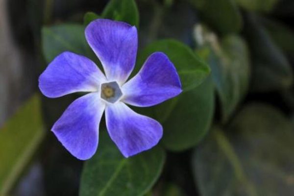 长春花叶子枯萎怎么办(长春花叶子枯萎怎么办视频)