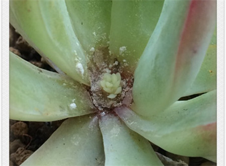 花月夜的花需要修剪吗