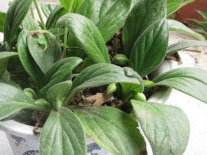 甘草片和岩白菜的功效与作用