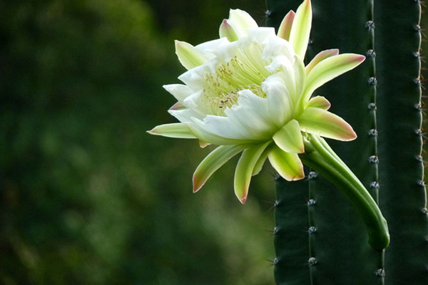 量天尺的花语和传说(量天尺开花的寓意)