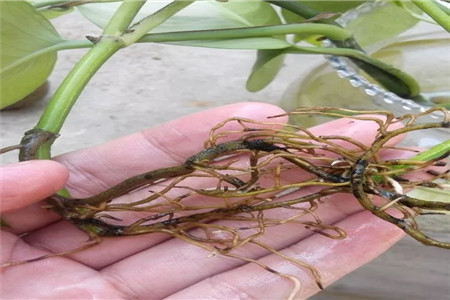 水培的水能养鱼吗