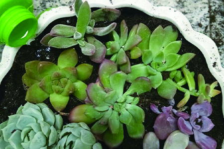 多肉不浇水能活多久