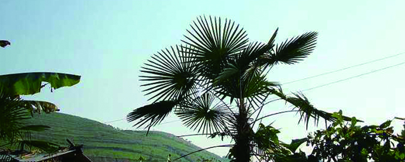 棕树的果实叫什么可以吃吗有哪些功效(棕树的果实能不能吃)