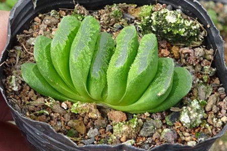 玉扇怎么养才能饱满通透