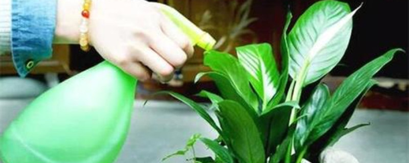 浇花的水为什么要晒(浇花的水为什么要晒一下)