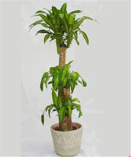 水培巴西木叶子发黄怎么办