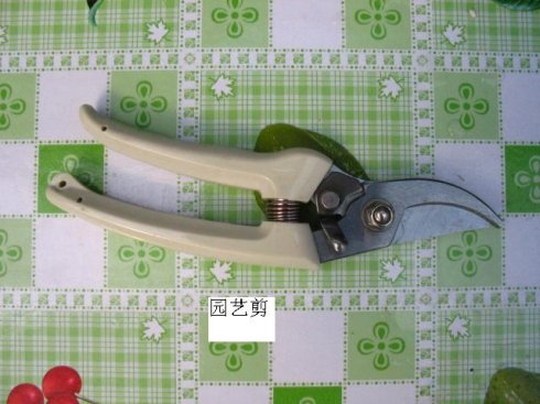 如何修剪富贵竹的黄叶