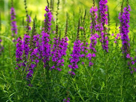 千屈菜是挺水植物吗