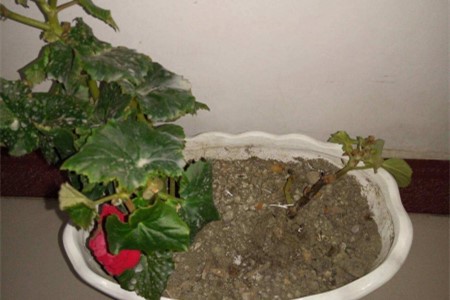 海棠插枝多久生根