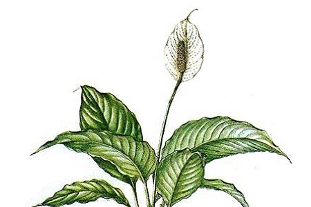 白掌怎么养才能开花多