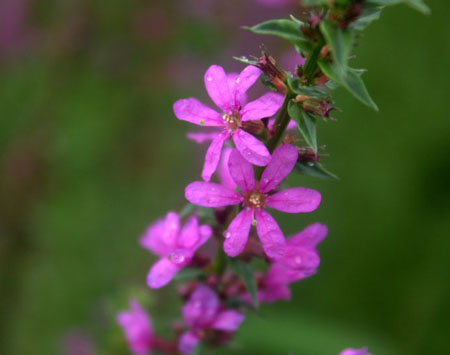 千屈菜是挺水植物吗