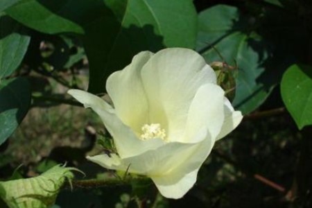 棉花的花语是什么颜色