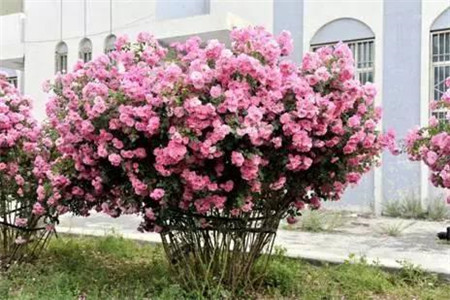 树状月季能养几年才开花