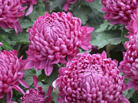 秋天养点什么花选这3种它们就喜欢在秋天开花开满盆(秋天容易养的花)