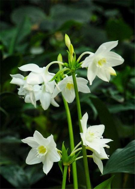 南美水仙的药用功效与作用