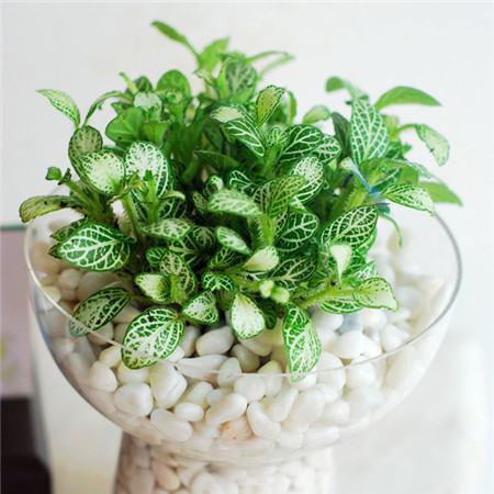 网纹草如何养爆盆扦插