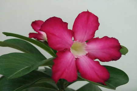 沙漠玫瑰冬天如何养护浇水