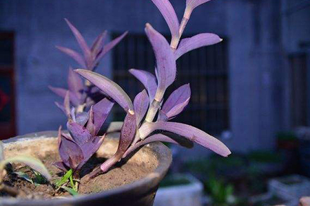 紫竹梅可以室内养吗放室内吉利吗图片