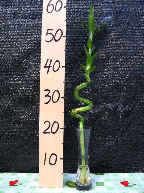 如何修剪富贵竹的黄叶