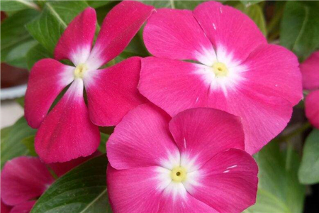 长春花冬天会不会死