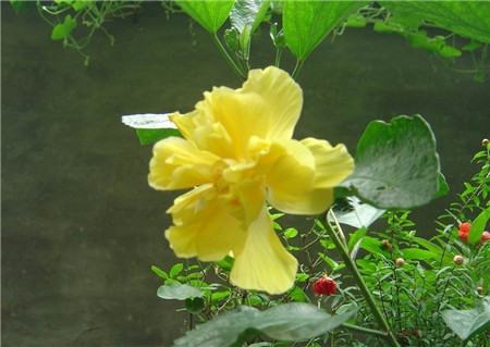 我养的扶桑花掉花蕾是怎么回事