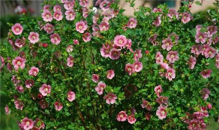 小木槿四季常绿吗?