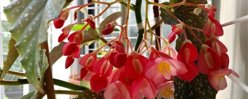 新买的竹节海棠怎么养(新买的竹节海棠怎么养护和管理)