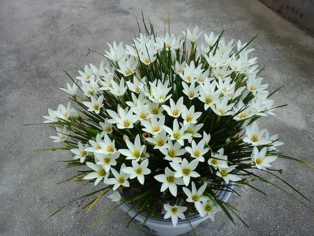 韭菜莲冬天要剪掉叶子吗