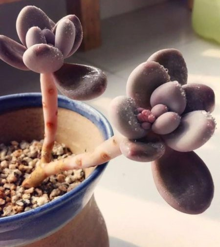 多肉可以在夏天暴晒吗