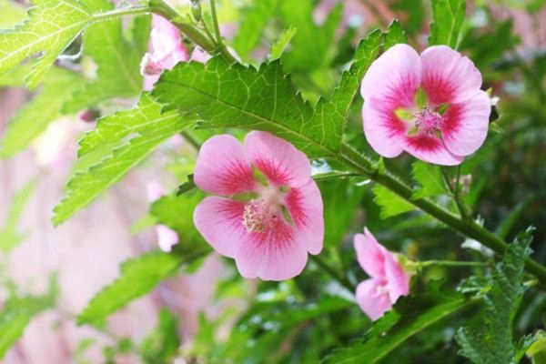 小木槿四季养护方法(小木槿四季常绿吗?)