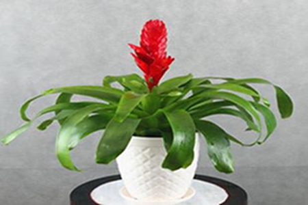 鸿运当头可以放客厅财位吗