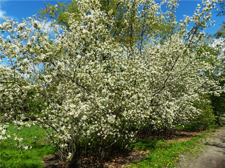 白鹃梅什么时候开花