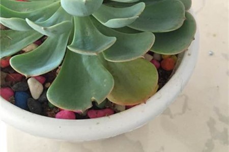 石莲花进行叶插繁殖的技术要点