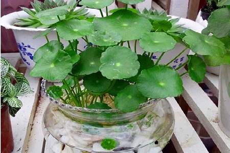 铜钱草的水培法