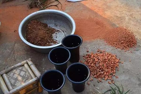 不用种土里的花