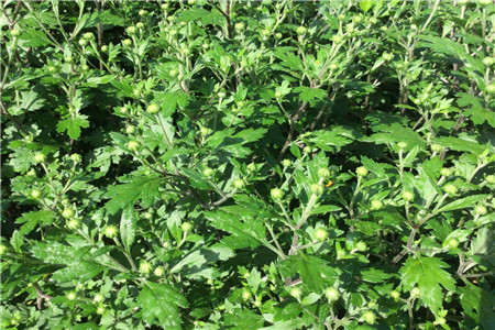 艾草的功效与作用禁忌