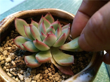 花月夜的花需要修剪吗