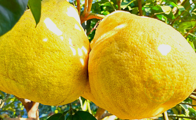 柚子怎样才能不苦