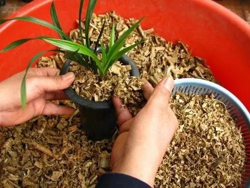 不用种土里的花