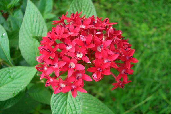 繁星花的病虫害及防治方法(繁星花的繁殖方法)