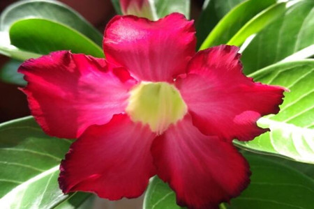 沙漠玫瑰冬天如何养护浇水